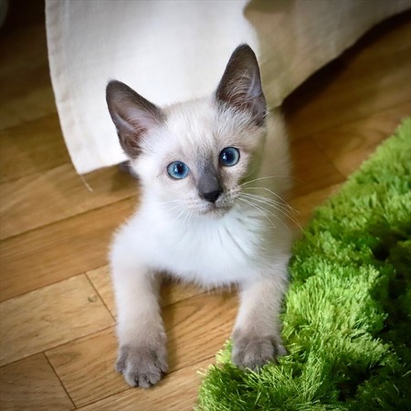猫ベッド