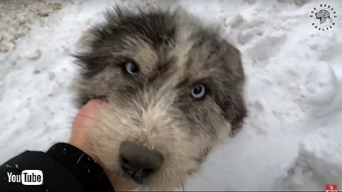 勇敢な母犬