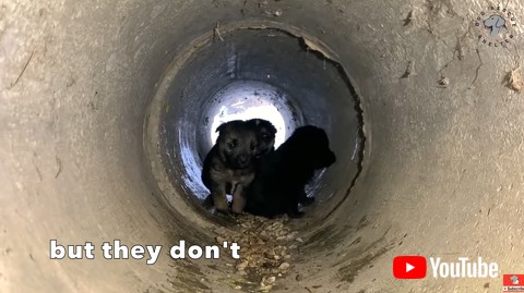 勇敢な母犬