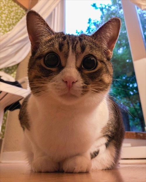 ニヤリと笑う猫ちゃん