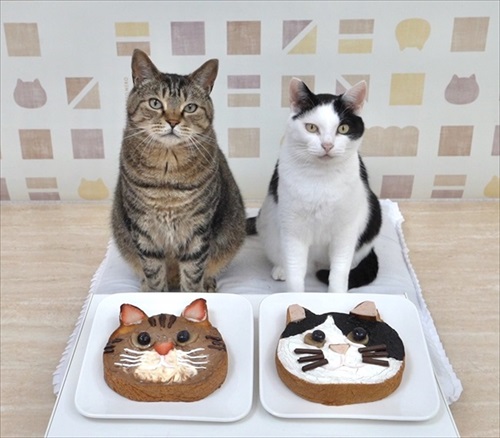 ねこねこ食パン　コラボ企画