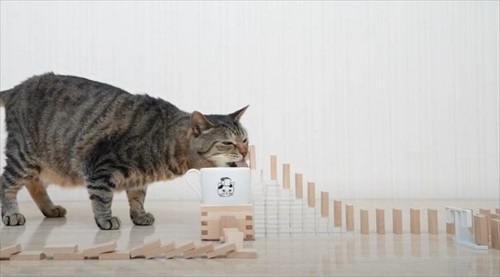 ねこねこ食パン　コラボ企画