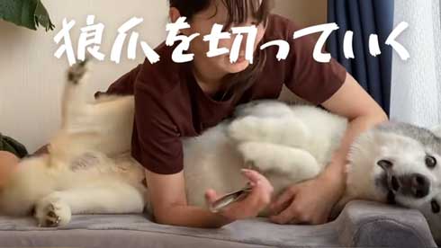 爪切り マジギレ シベリアンハスキー 文太 飼い主 攻防 YouTube
