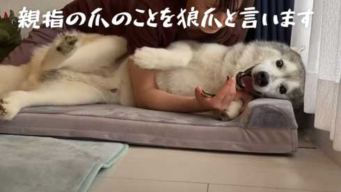 爪切り マジギレ シベリアンハスキー 文太 飼い主 攻防 YouTube