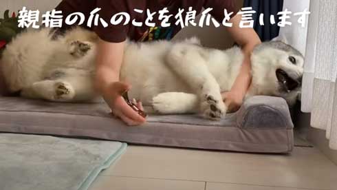 爪切り マジギレ シベリアンハスキー 文太 飼い主 攻防 YouTube