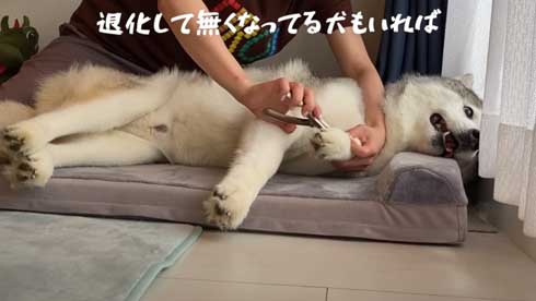 爪切り マジギレ シベリアンハスキー 文太 飼い主 攻防 YouTube