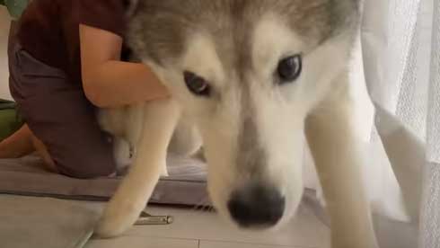 爪切り マジギレ シベリアンハスキー 文太 飼い主 攻防 YouTube