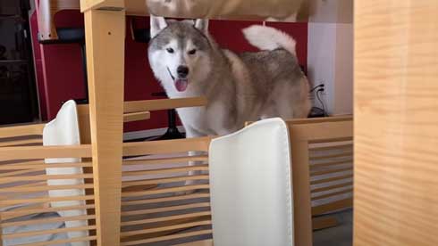 爪切り マジギレ シベリアンハスキー 文太 飼い主 攻防 YouTube