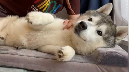 爪切り マジギレ シベリアンハスキー 文太 飼い主 攻防 YouTube