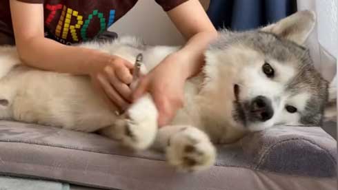 爪切り マジギレ シベリアンハスキー 文太 飼い主 攻防 YouTube