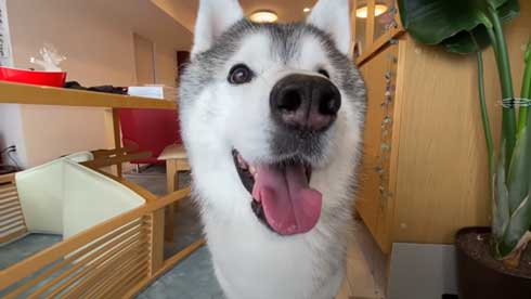 爪切り マジギレ シベリアンハスキー 文太 飼い主 攻防 YouTube