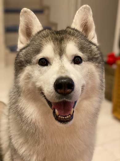 爪切り マジギレ シベリアンハスキー 文太 飼い主 攻防 YouTube