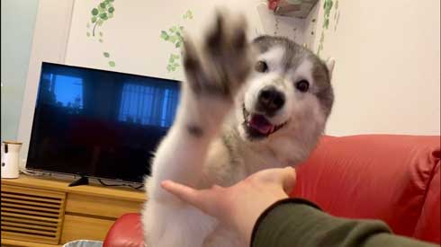 爪切り マジギレ シベリアンハスキー 文太 飼い主 攻防 YouTube