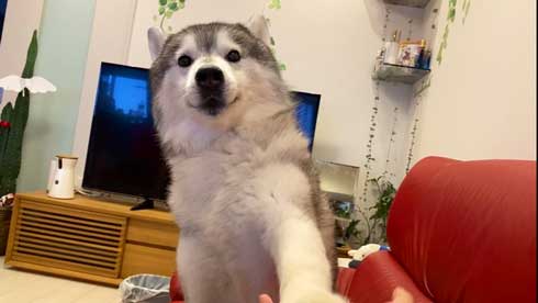 爪切り マジギレ シベリアンハスキー 文太 飼い主 攻防 YouTube