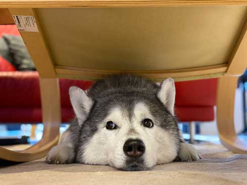 爪切り マジギレ シベリアンハスキー 文太 飼い主 攻防 YouTube