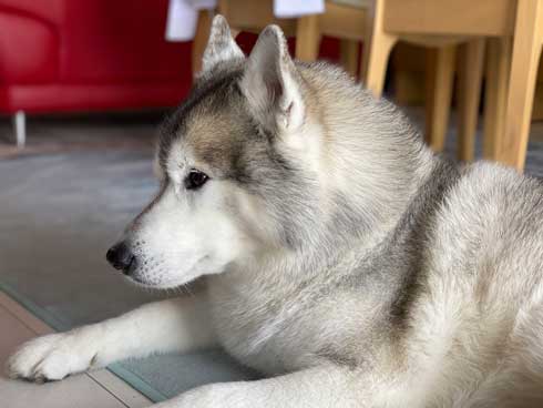 爪切り マジギレ シベリアンハスキー 文太 飼い主 攻防 YouTube