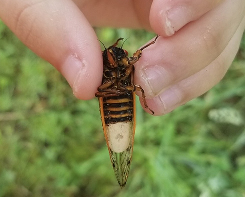 セミをゾンビのように操作　感染して繁殖能力を奪い交尾させて感染個体を増やすマッソスポラ菌