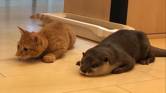 猫とカワウソ