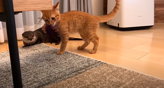 カワウソさくらさん