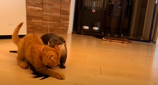 カワウソさくらさん