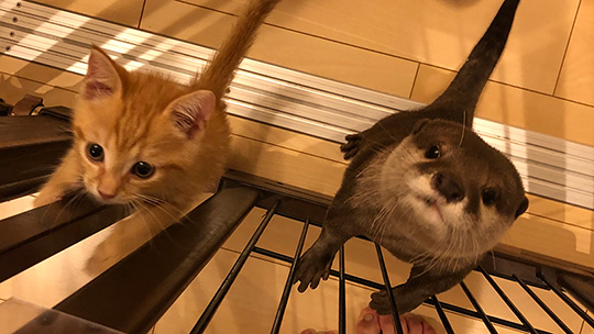 カワウソさくらさん