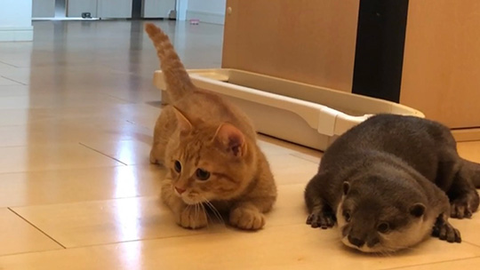 カワウソさくらさん