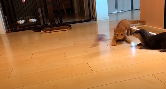 カワウソさくらさん