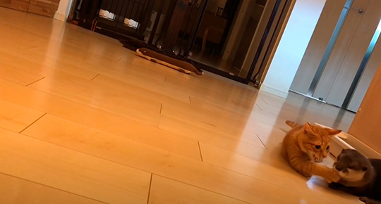 カワウソさくらさん