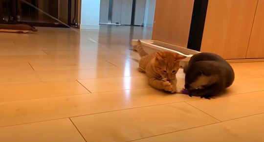 カワウソさくらさん