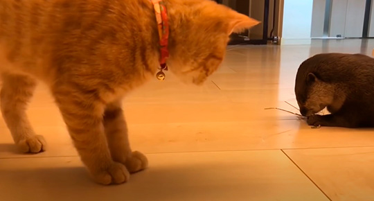 カワウソさくらさん