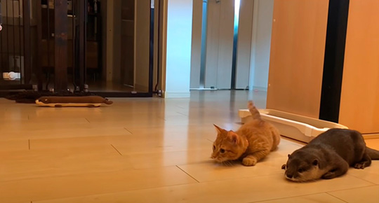 カワウソさくらさん