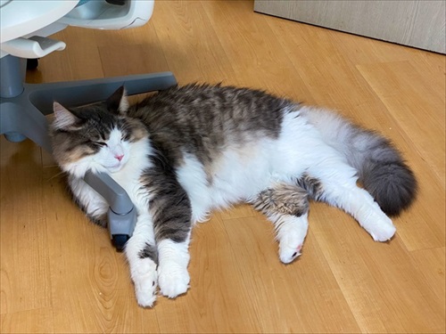 キレる精度が高い猫ちゃん