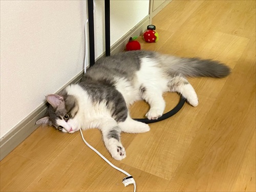 キレる精度が高い猫ちゃん