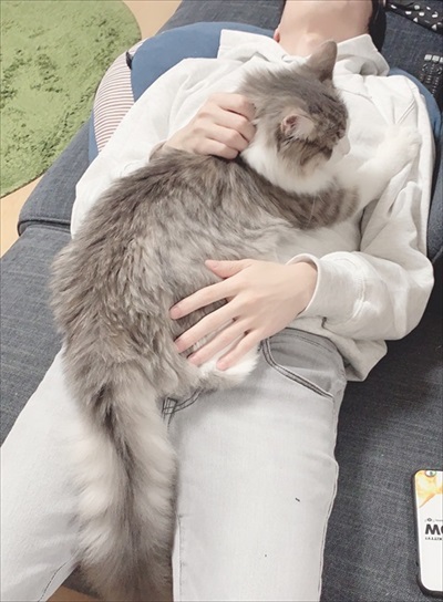 キレる精度が高い猫ちゃん