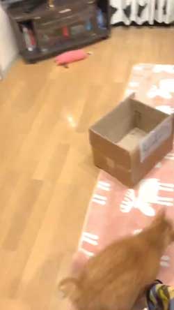 猫 ナデナデして なでてほしい ゴロン かわいい