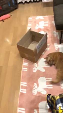 猫 ナデナデして なでてほしい ゴロン かわいい