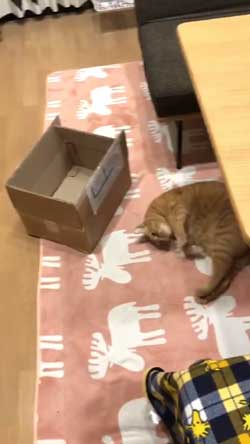 猫 ナデナデして なでてほしい ゴロン かわいい