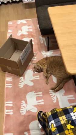 猫 ナデナデして なでてほしい ゴロン かわいい