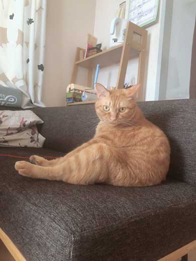 猫 ナデナデして なでてほしい ゴロン かわいい