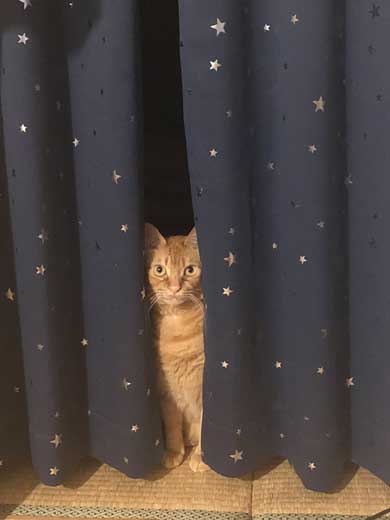 猫 ナデナデして なでてほしい ゴロン かわいい