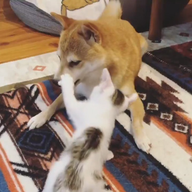 暴れ猫 子猫 柴犬 正しい 対処法 仲良し しまっちゃう 巻く