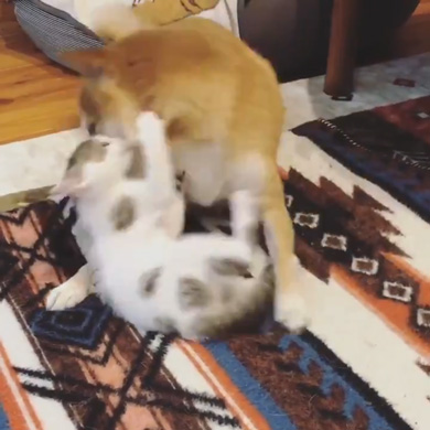 暴れ猫 子猫 柴犬 正しい 対処法 仲良し しまっちゃう 巻く