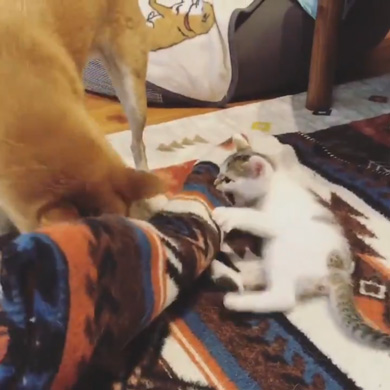 暴れ猫 子猫 柴犬 正しい 対処法 仲良し しまっちゃう 巻く