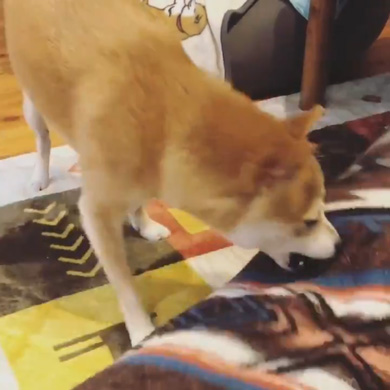 暴れ猫 子猫 柴犬 正しい 対処法 仲良し しまっちゃう 巻く