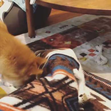 暴れ猫 子猫 柴犬 正しい 対処法 仲良し しまっちゃう 巻く