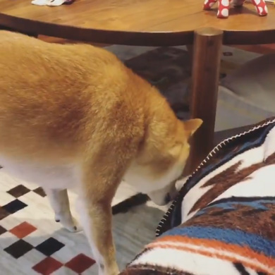 暴れ猫 子猫 柴犬 正しい 対処法 仲良し しまっちゃう 巻く