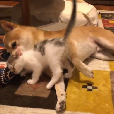 暴れ猫 子猫 柴犬 正しい 対処法 仲良し しまっちゃう 巻く