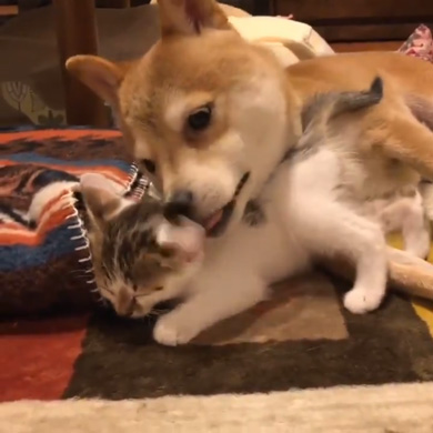 暴れ猫 子猫 柴犬 正しい 対処法 仲良し しまっちゃう 巻く