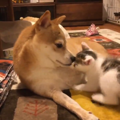 暴れ猫 子猫 柴犬 正しい 対処法 仲良し しまっちゃう 巻く