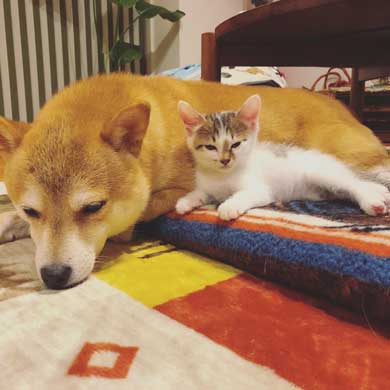 暴れ猫 子猫 柴犬 正しい 対処法 仲良し しまっちゃう 巻く